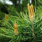 Pinus koraiensis Flor