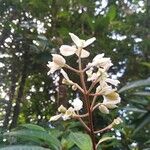Miconia mirabilis Flower
