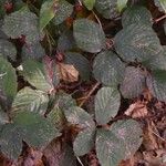 Rubus questieri Leaf