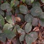 Rubus questieri Blad