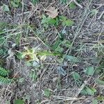Ophrys exaltata عادت داشتن