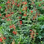 Salvia coccinea ശീലം