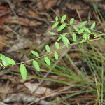 Phyllanthus virgatus 整株植物