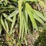 Yucca aloifolia Blatt