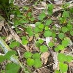 Fuchsia procumbens List