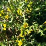 Senecio vulgarisफूल