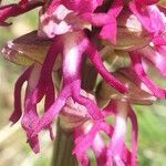 Orchis x bergonii Altul/Alta