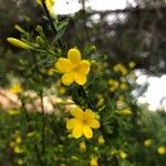 Jasminum fruticans Květ