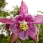 Aquilegia vulgarisKvet