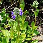 Veronica bellidioides Fula