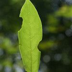 Turraea rutilans 葉