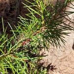 Hakea sericea ഇല