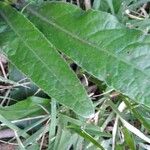 Orthopappus angustifolius Leaf