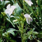 Viola elatior Habitatea