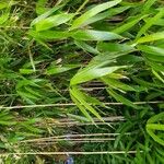 Pseudosasa japonica ഇല