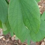 Bauhinia acuminata Leaf