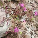 Saponaria calabrica Flower