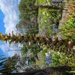 Acanthus spinosusFlower