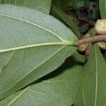 Ficus colubrinae Leaf