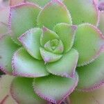 Aeonium decorum 葉