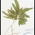 Selaginella parkeri Лист