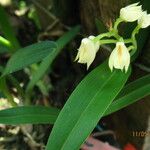 Polystachya obanensis Flower