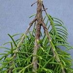 Erica arborea বাকল