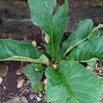 Anthurium hookeri Feuille