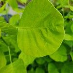 Cotinus coggygria Leaf