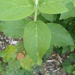 Viburnum lantana List