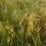 Bromus tectorum Цветок