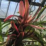 Neoregelia carolinae Листок