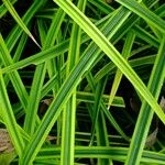 Pandanus pygmaeus Hoja