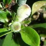 Psychotria spachiana Frutto
