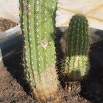 Echinopsis huascha Hoja