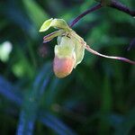 Phragmipedium longifolium Кветка