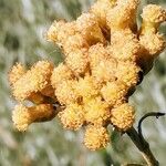 Helichrysum italicum Fruto