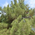 Pinus brutia 葉