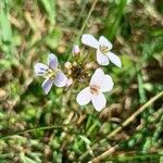 Cardamine pratensis花