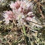 Allium saxatile Blüte