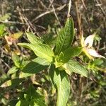 Ludwigia peruviana Hoja