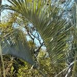 Butia yatay Hoja