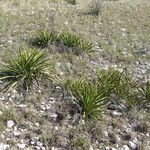 Yucca rupicola Хабит