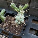 Cylindropuntia cholla Hoja