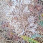 Bromus rubens ফল