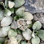 Valeriana pycnantha Λουλούδι
