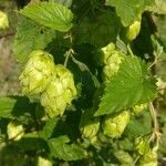 Humulus lupulus Ліст