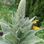 Verbascum thapsusFolha