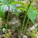Cardamine pentaphyllos Kora