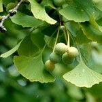 Ginkgo biloba Hoja